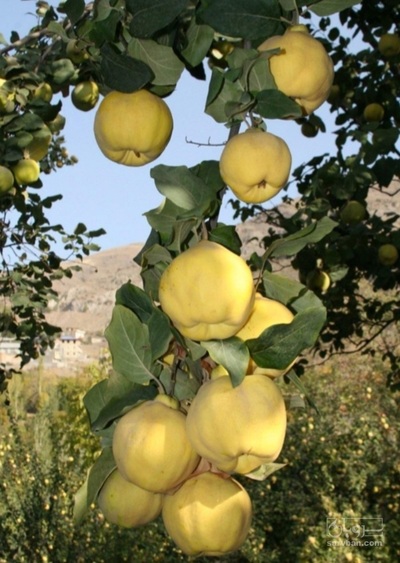فروش به | سروبان