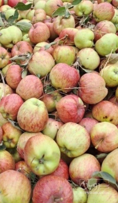 فروش سیب ضایعاتی