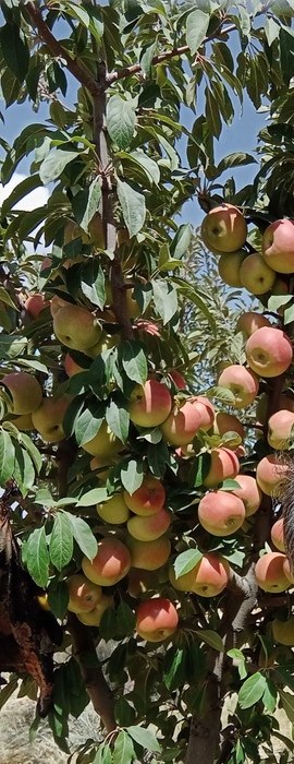 فروش سیب قرمز