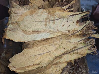 فروش توتون ویرجینیا