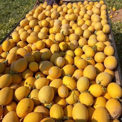 فروش خربزه راک