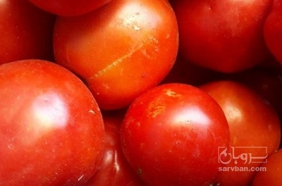 فروش گوجه فرنگی فله