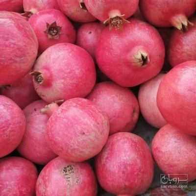 فروش انار صادراتی