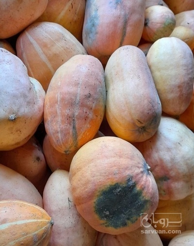 فروش کدو حلوایی