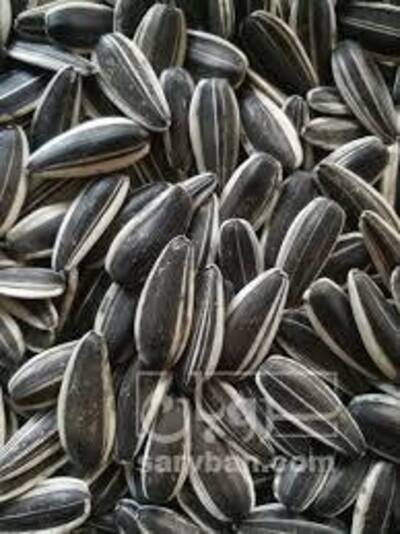 فروش تخمه آفتابگردان کانادایی