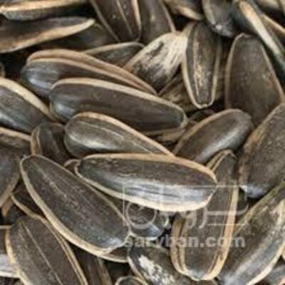 فروش تخمه آفتابگردان کانادایی