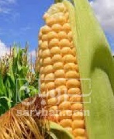 فروش ذرت دانه ای