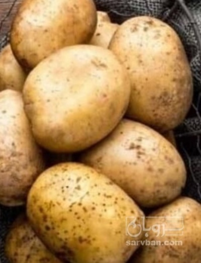 فروش سیب زمینی سانته