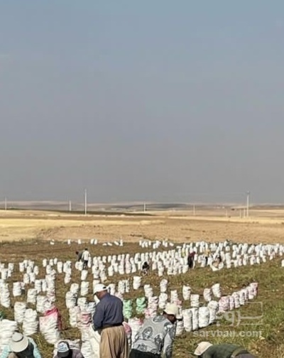 فروش سیب زمینی جلی