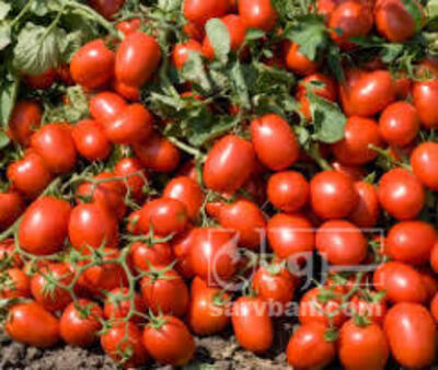 فروش گوجه فرنگی3402