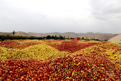 فروش سیب زیر درختی