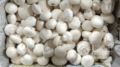 فروش قارچ دکمه ای