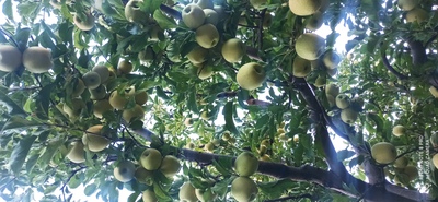 فروش سیب زرد