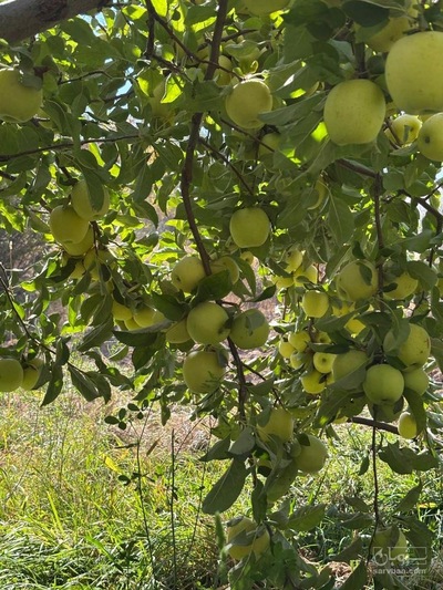 فروش سیب زرد