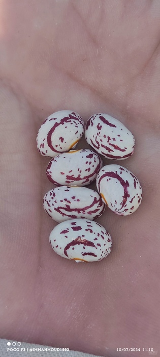 فروش لوبیا چیتی