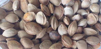 فروش هسته زردآلو تلخ