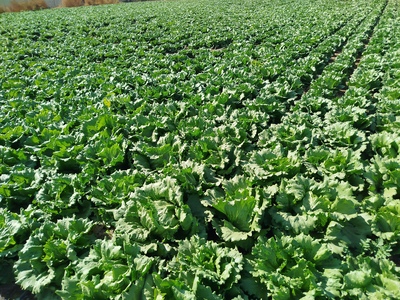 فروش کاهو سالادی