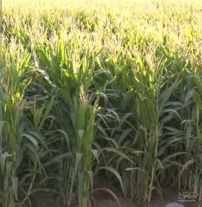 فروش چاپر ذرت - سیلاژ ذرت