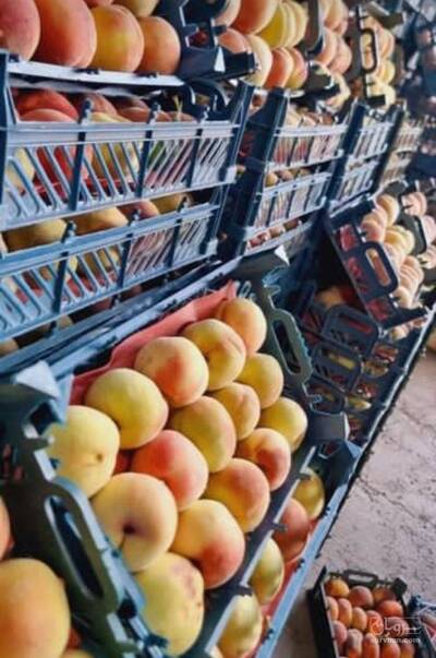 حق العمل کاری شرکت فدک