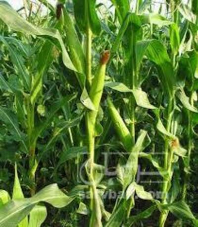 فروش ذرت علوفه ای