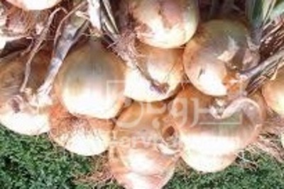 فروش پیاز زرد