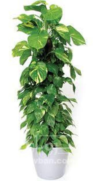 فروش گل آپارتمانی پتوس