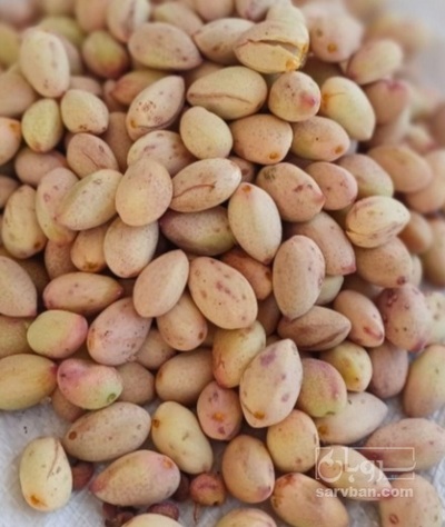 فروش پسته تازه