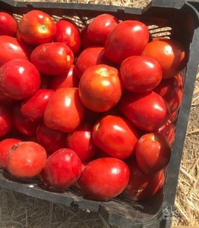 فروش گوجه فرنگی