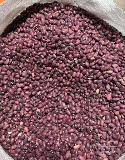 فروش لوبیا قرمز