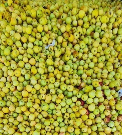 فروش سیب ضایعاتی