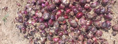 فروش پیازقرمز