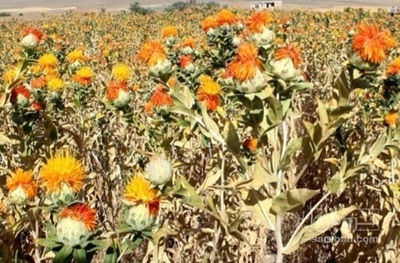 فروش گل گلرنگ