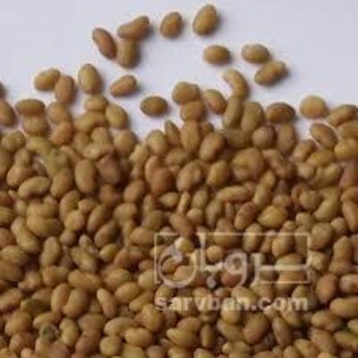 فروش بذر یونجه