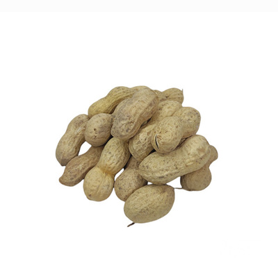 فروش بادام زمینی