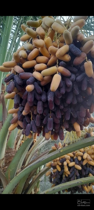 فروش خرما پیارم