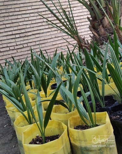 فروش نهال خرما برحی