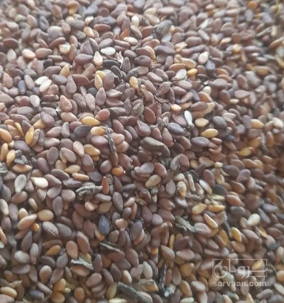 فروش کنجد طلایی