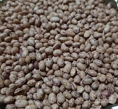 فروش لوبیا چیتی
