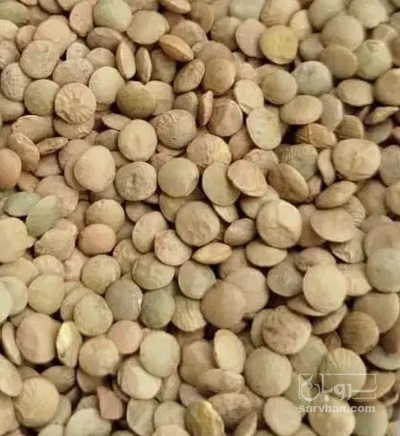 فروش عدس