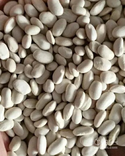 فروش لوبیا سفید