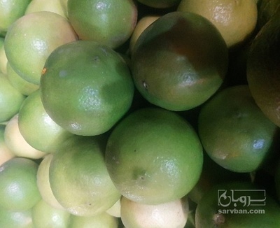 فروش لیمو شیرین