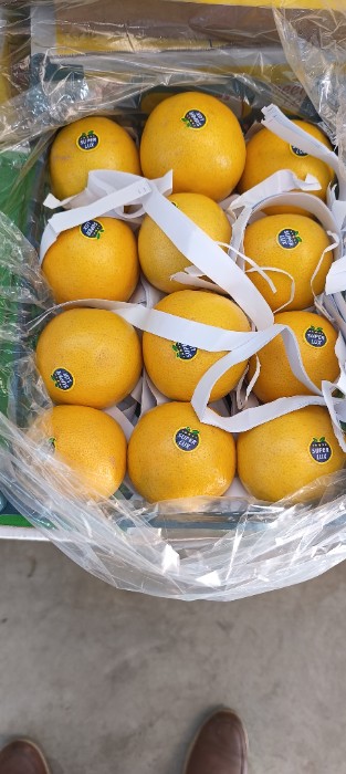 فروش لیمو شیرین