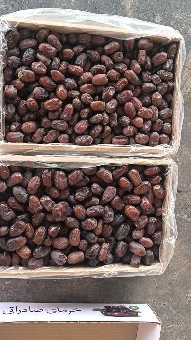 فروش خرما