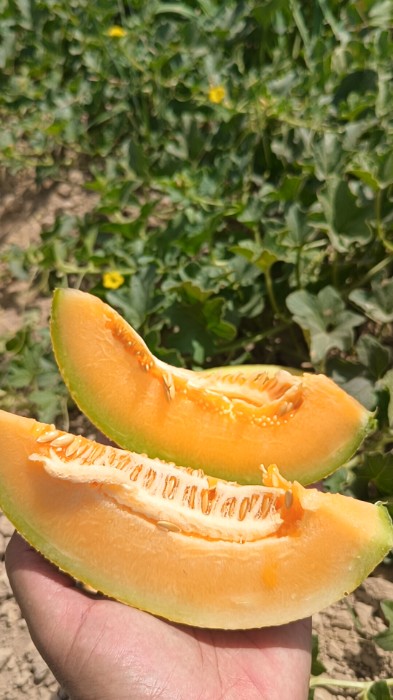 فروش طالبی جانا