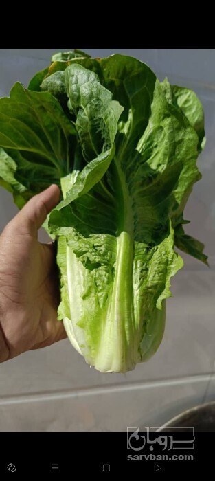 فروش کاهو ایرانی - رومانو