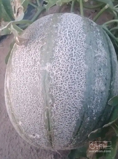 فروش طالبی جانا