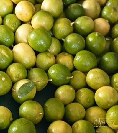 فروش لیمو ترش