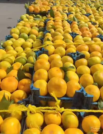 حق العمل کاری دیدار