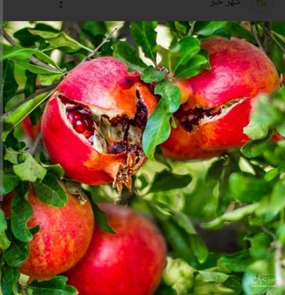 فروش انار