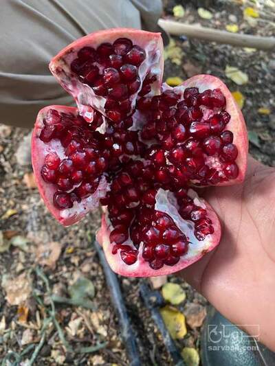 فروش انار